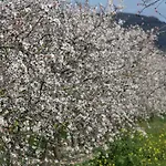 Finca Son Bernat, Llubí 137